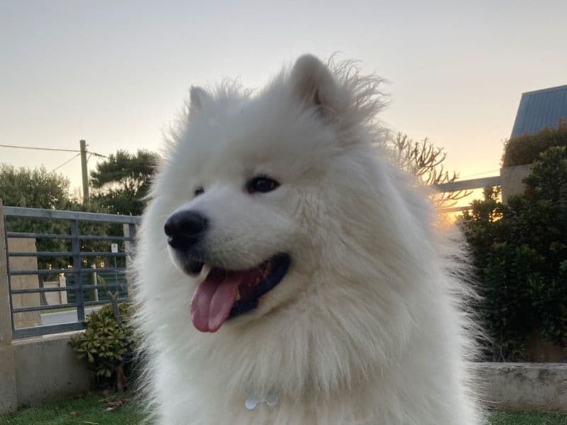 Teddy primary photo