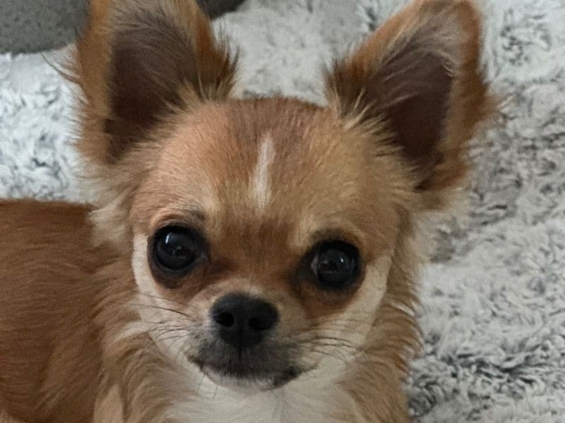 Long hair Chihuahua 8 months old male small named Tucker for breeding in Solano County, California | Petmeetly