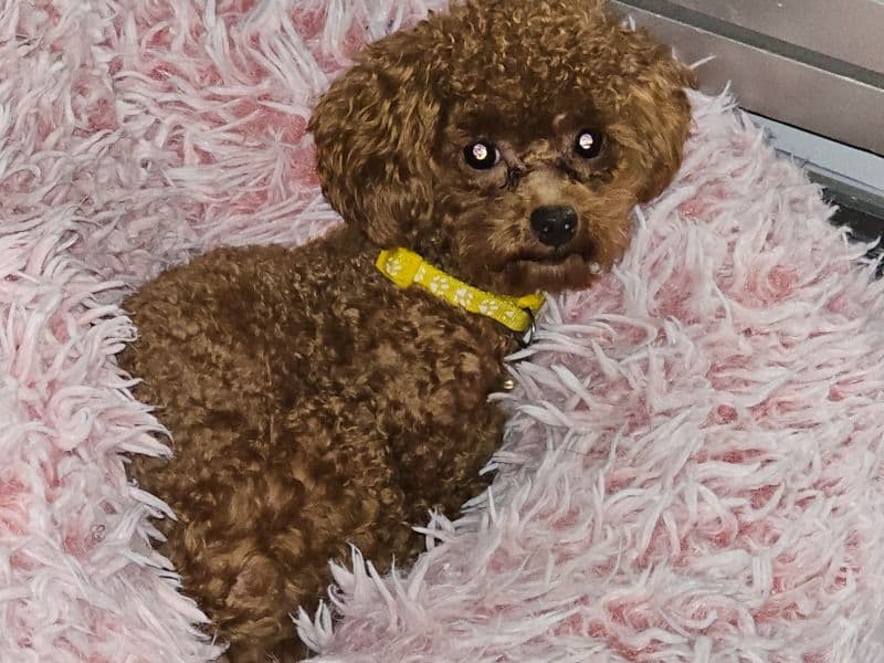 Poodle 1 year old male small named Kilo for breeding in Riverside County, California | Petmeetly
