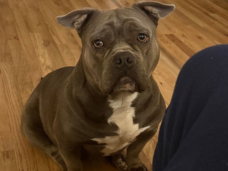 American Bully 2 years 3 months old female medium named Blue for breeding in Charleston County, South Carolina | Petmeetly