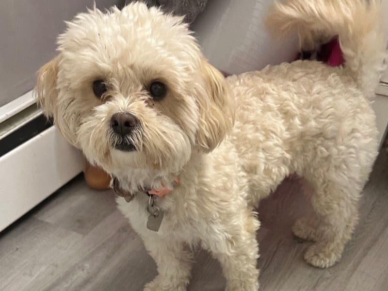 Bichon Frise 3 years old female small named Winnie for breeding in Marathon County, Wisconsin | Petmeetly