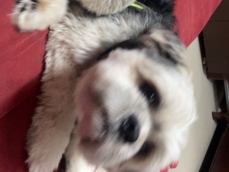 Lhasa Apso 3 years old male small named Romeo for breeding in Ambala Division, Haryana | Petmeetly