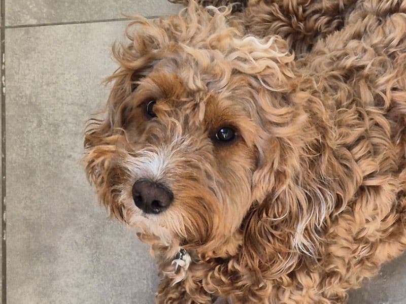 Cockapoo 2 years old male medium named Freddy for breeding in Greater London, England | Petmeetly