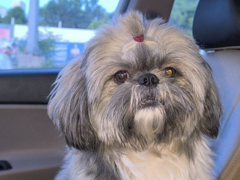 Shih Tzu 3 years 3 months old male medium named Westin for breeding in Chennai, Tamil Nadu | Petmeetly