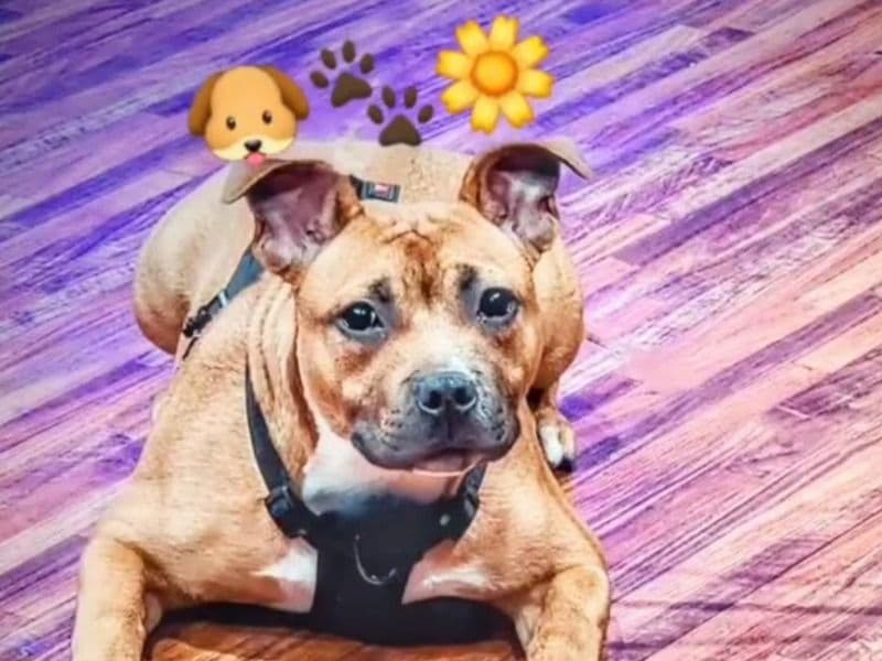 Daisy primary photo