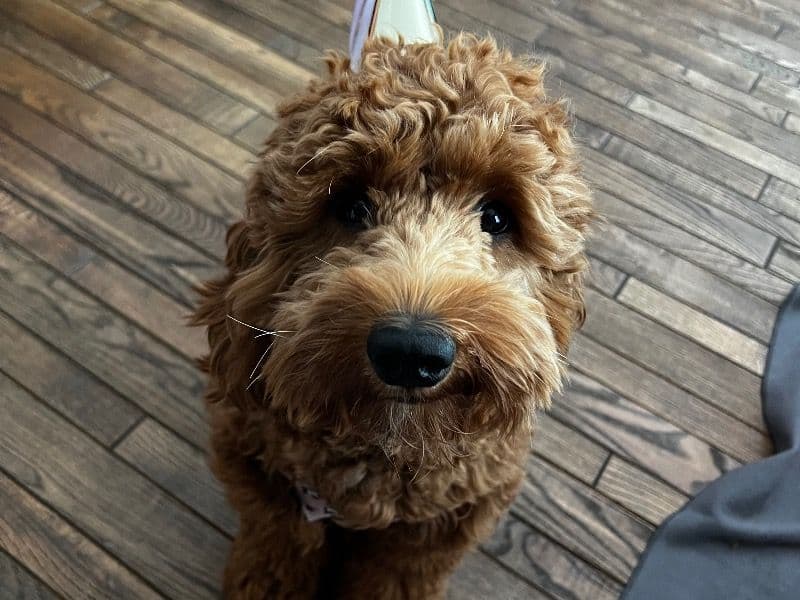 Bella primary photo