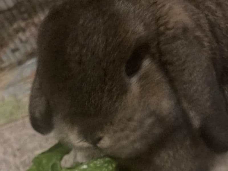 Holland Lop 4 months old male named Ebi for adoption in Wilson County, Tennessee | Petmeetly
