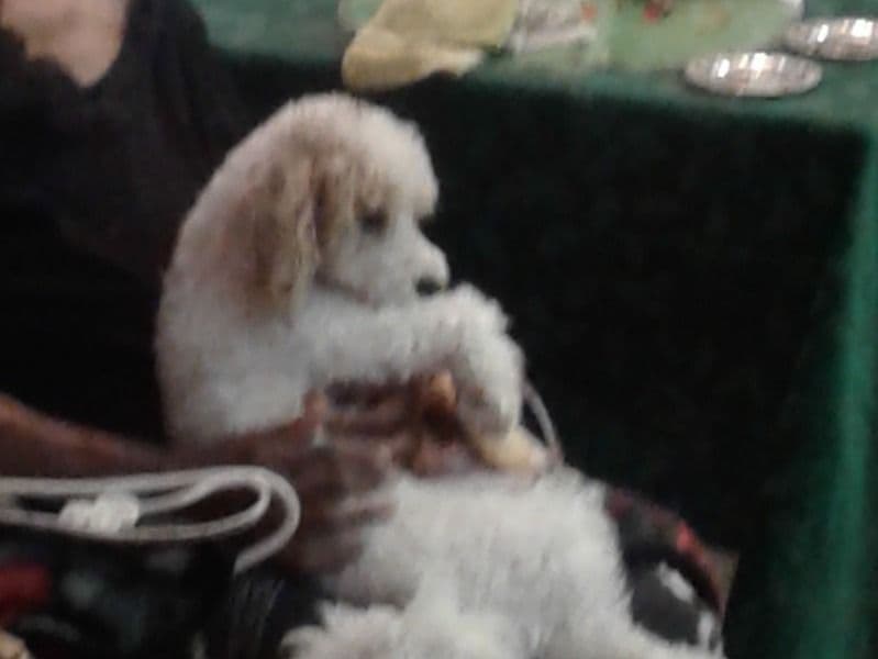 Bichon Frise 4 years old male small named Apa for breeding in Volusia County, Florida | Petmeetly