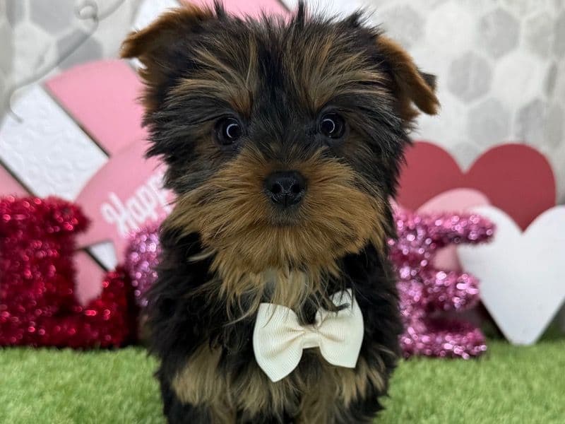 Teacup Yorkshire Terrier 3 months old male small named Archie for sale in New York, New York | Petmeetly