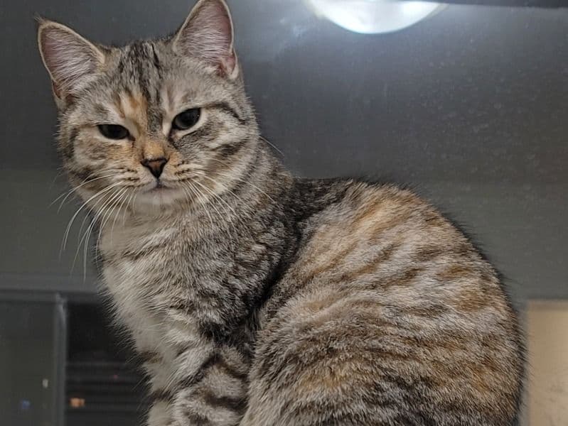 Scottish Fold 7 months old female named Snow for breeding in Toronto, Ontario | Petmeetly