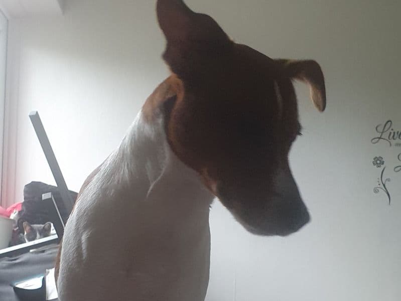 Jack Russell Terrier 1 year 6 months old male medium named Bronson for breeding in Greater London, England | Petmeetly