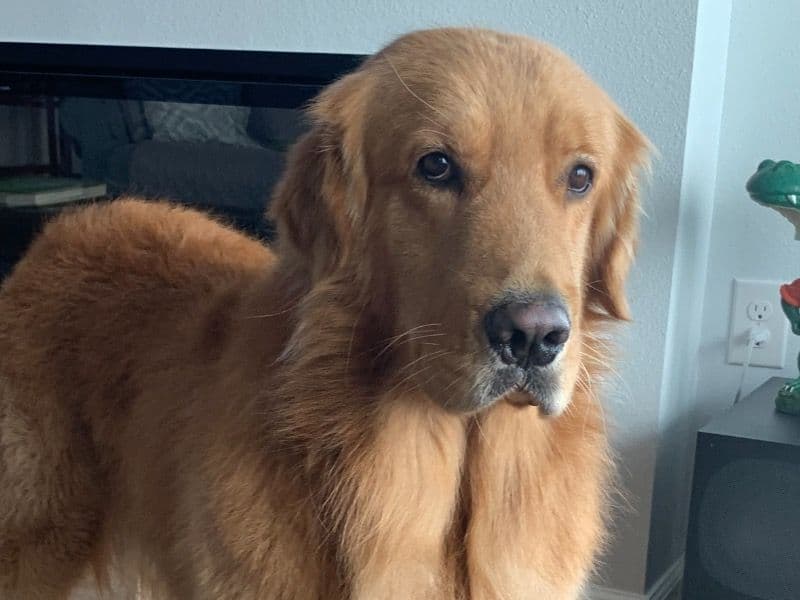English Golden Retriever 3 years 10 months old male large named Gator for breeding in Escambia County, Florida | Petmeetly