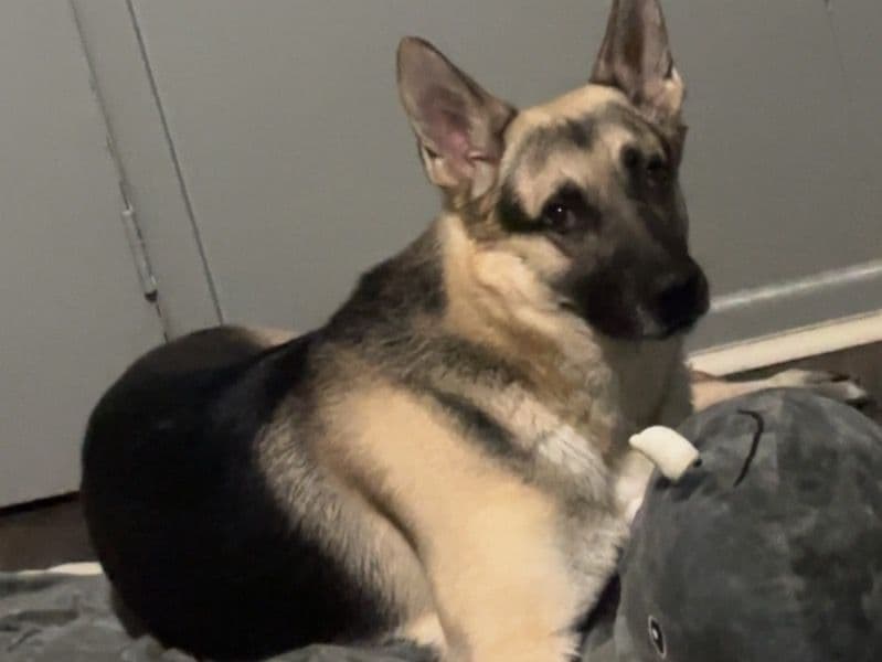 German Shepherd 4 years 1 month old male large named Bronx for breeding in Lackawanna County, Pennsylvania | Petmeetly