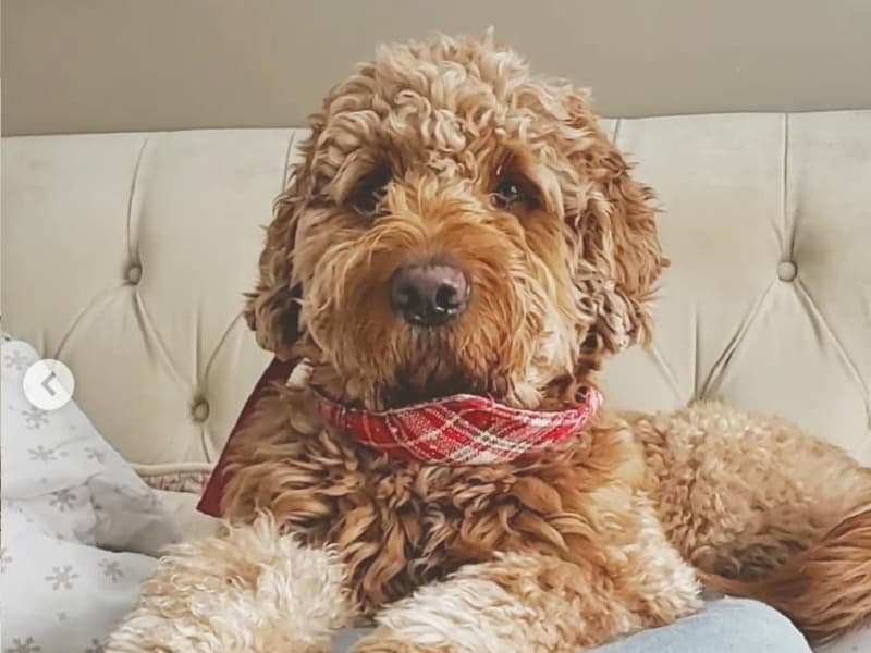 Odie primary photo