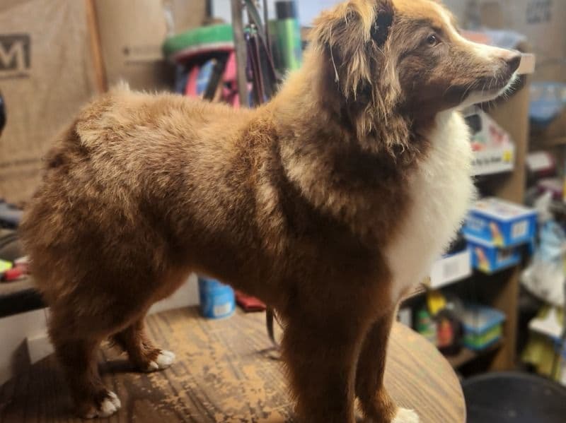 Australian Shepherd 2 years 7 months old female small named Bunny for breeding in Muskogee County, Oklahoma | Petmeetly