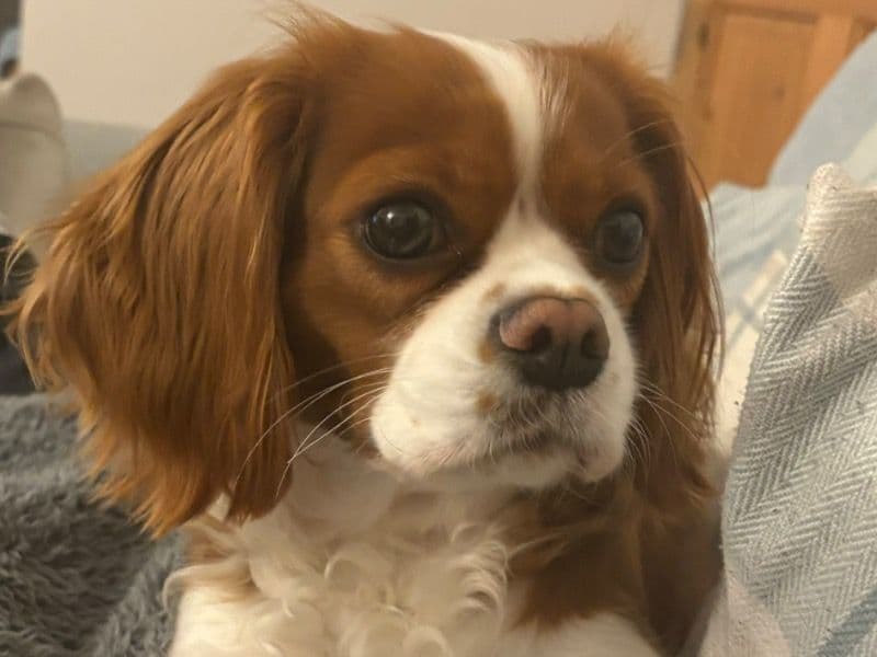 Cavalier King Charles Spaniel 4 years 2 months old female small named Lola for breeding in Swansea, Wales | Petmeetly
