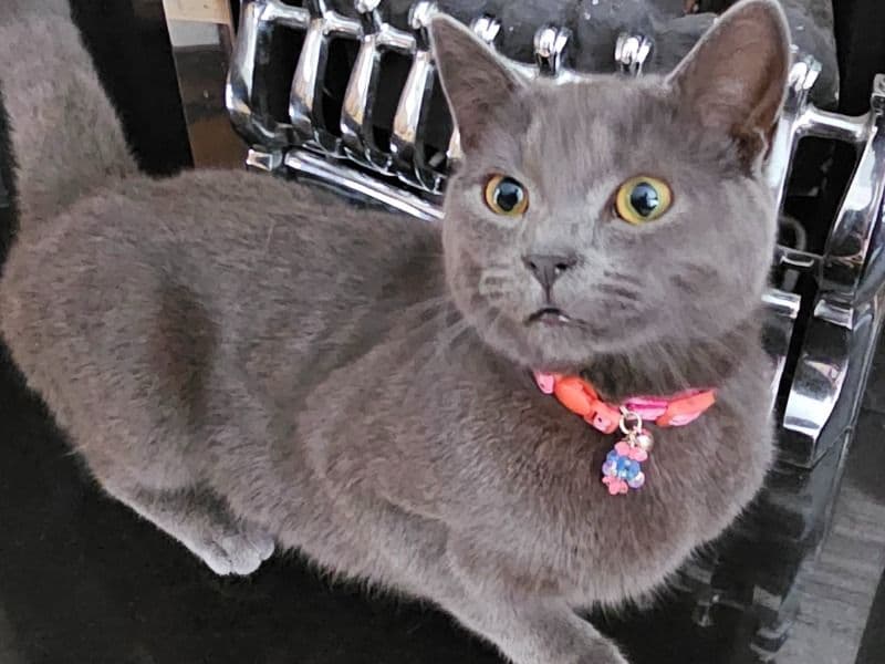 British Shorthair 11 months old female named Maou for breeding in East Riding of Yorkshire, England | Petmeetly