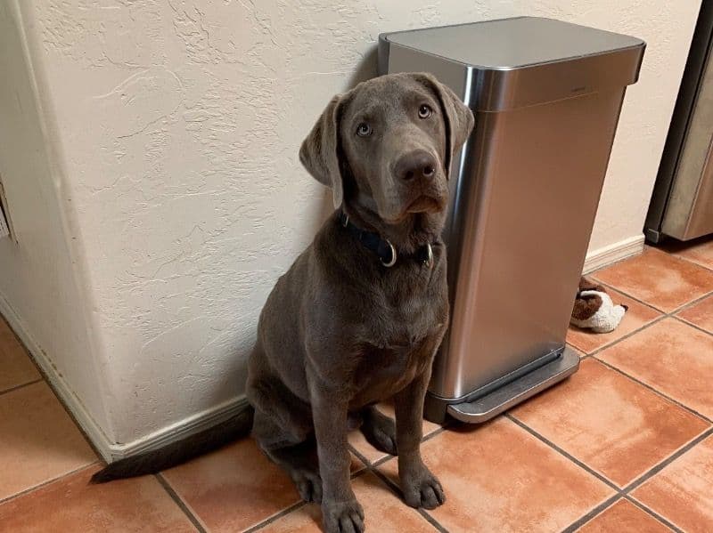 Silver Labrador 4 years old male large named Jarvis for breeding in Pima County, Arizona | Petmeetly