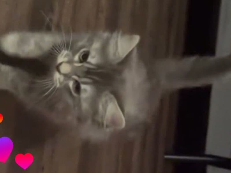 British Longhair 3 months old female named Oreo for sale in San Diego County, California | Petmeetly