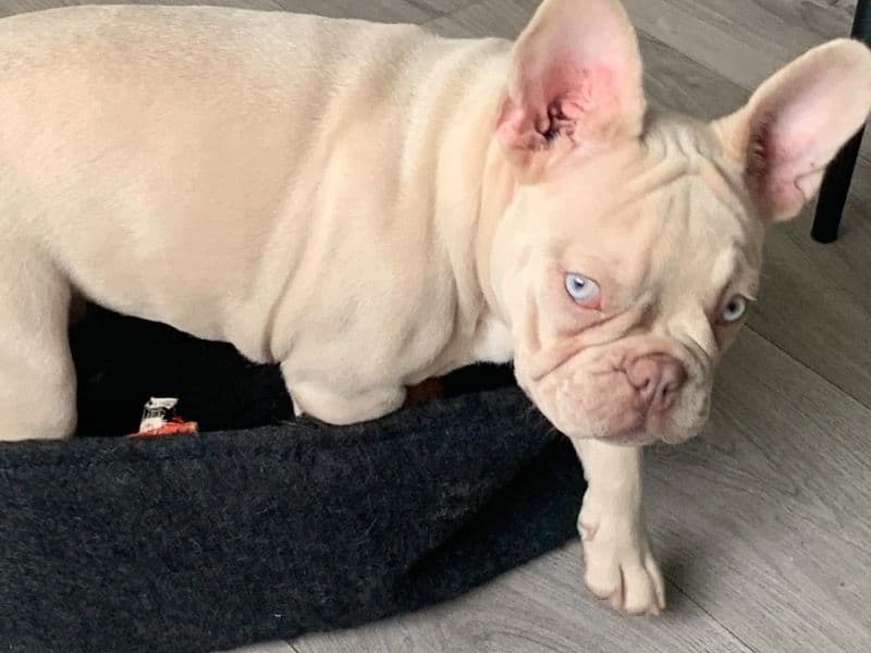 French Bulldog 2 years 3 months old male medium named Marley for breeding in West Midlands, England | Petmeetly