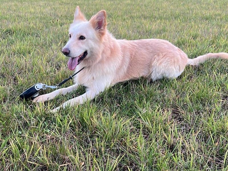 German Shepherd 4 years 2 months old male large named Murphy for breeding in Essex, England | Petmeetly