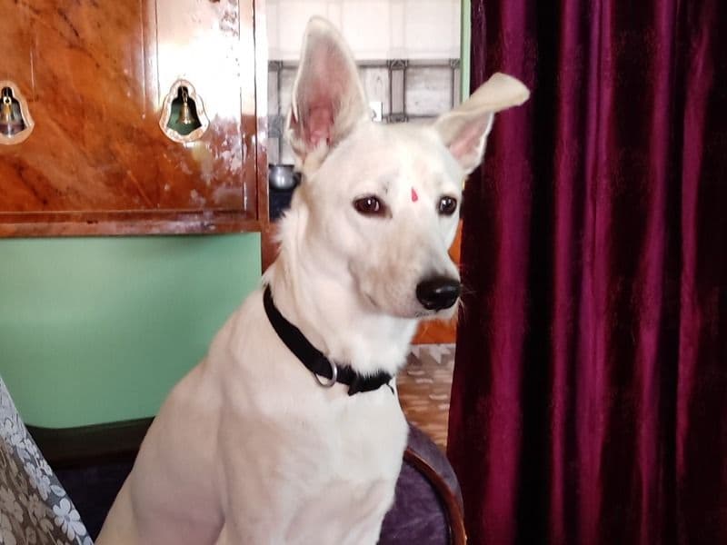 Indian Pariah Dog 2 years old male medium named Perro for breeding in Coimbatore, Tamil Nadu | Petmeetly