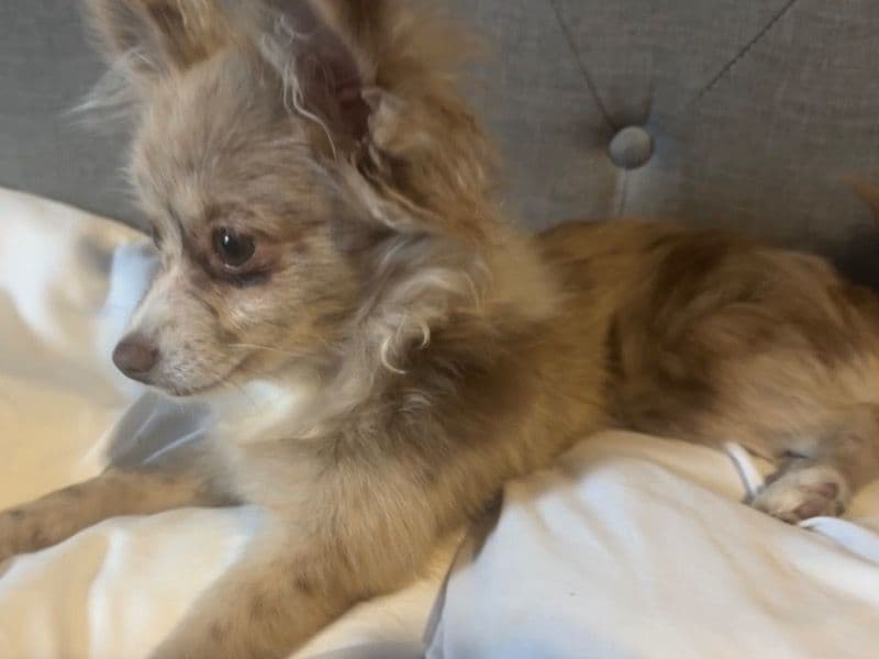 Daisy - Pomeranian | Petmeetly