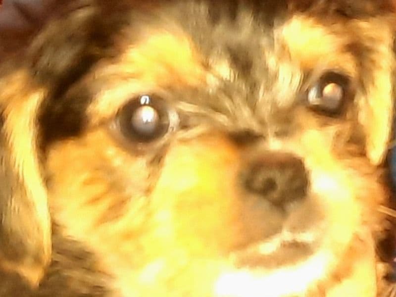 Yorkipoo 2 months old male small named Mario for sale in Monroe County, Kentucky | Petmeetly