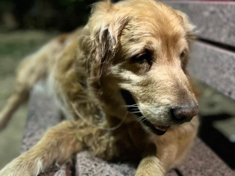 Golden Retriever 8 years 3 months old male large named Bruno for breeding in Delhi Division, Delhi | Petmeetly