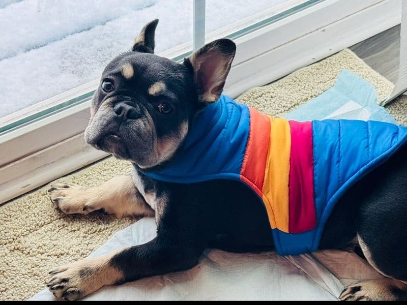 French Bulldog 1 year old male small named Moe for sale in Stafford County, Virginia | Petmeetly