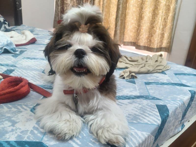 Shih Tzu 2 years old male medium named Coco for breeding in Meerut Division, Uttar Pradesh | Petmeetly