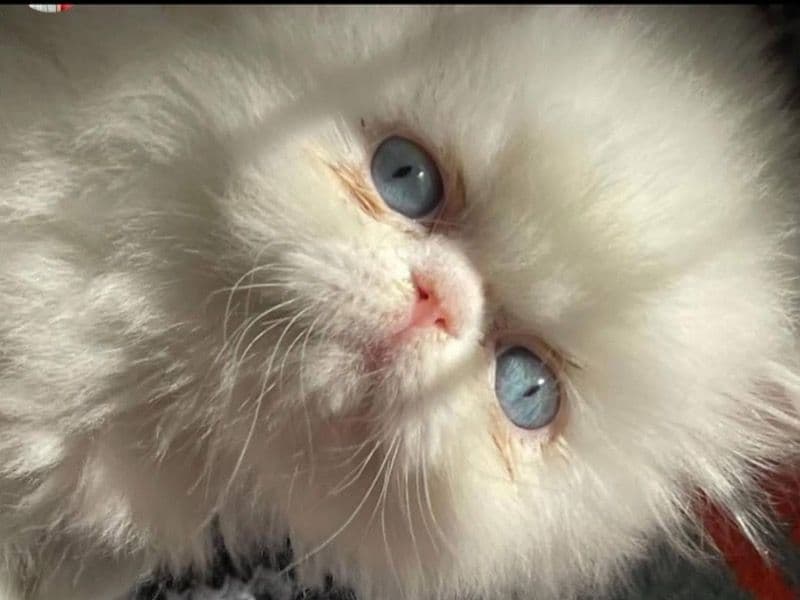 Persian 6 months old male named Persian Kittens for sale in Dallas County, Texas | Petmeetly