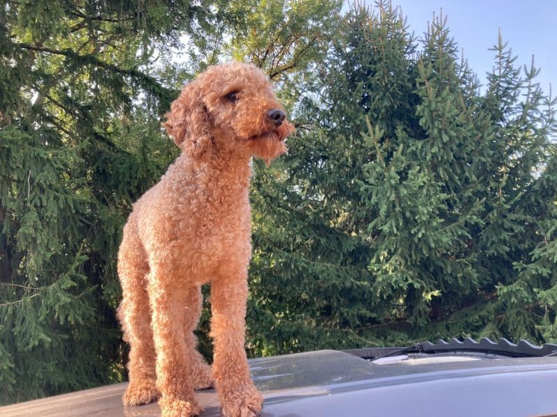 Goldendoodle 2 years 1 month old male medium named Cj for breeding in Allegheny County, Pennsylvania | Petmeetly