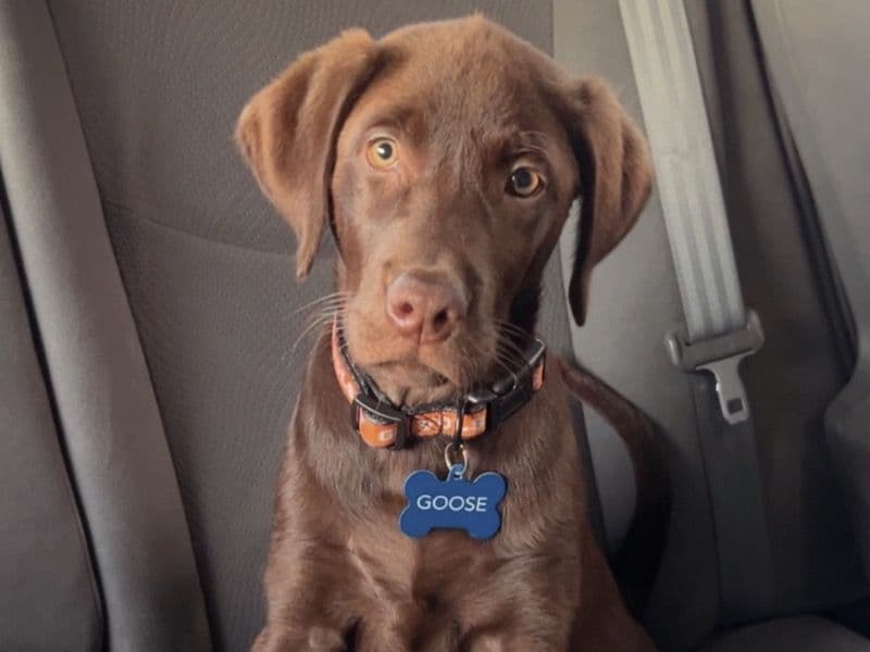 Labrador Retriever 6 months old male medium named Goose for sale in Williamson County, Tennessee | Petmeetly