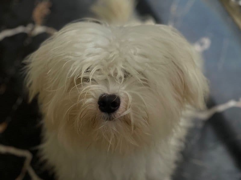Lhasa Apso 1 year 11 months old female small named Roxxie for sale | Petmeetly