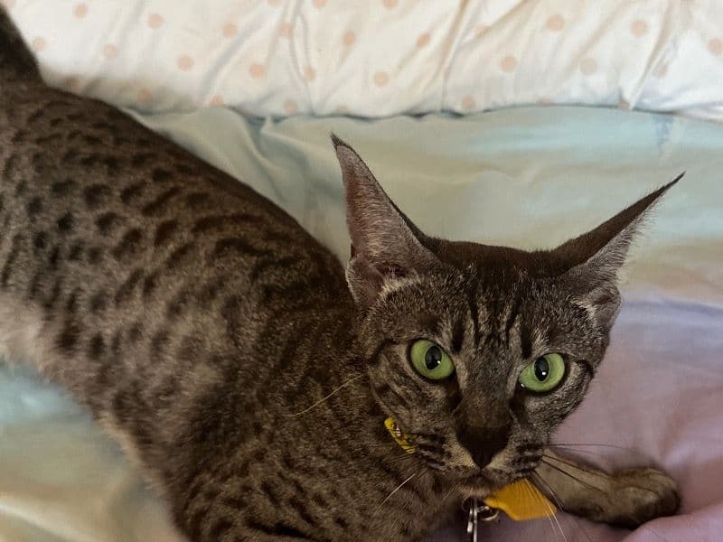 Nala primary photo