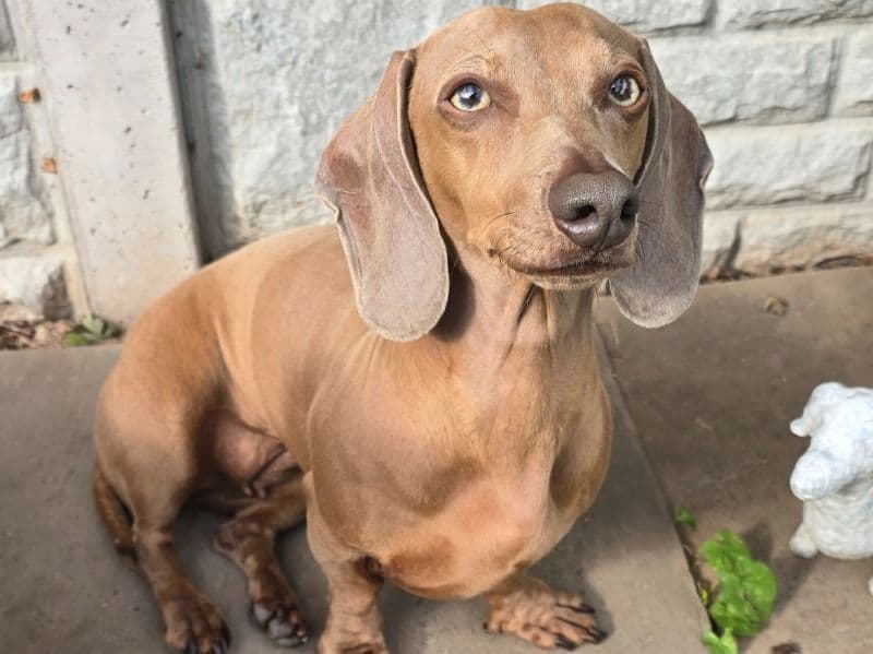 Miniature Dachshund 4 years 3 months old female small named Zara for breeding in Herefordshire, England | Petmeetly