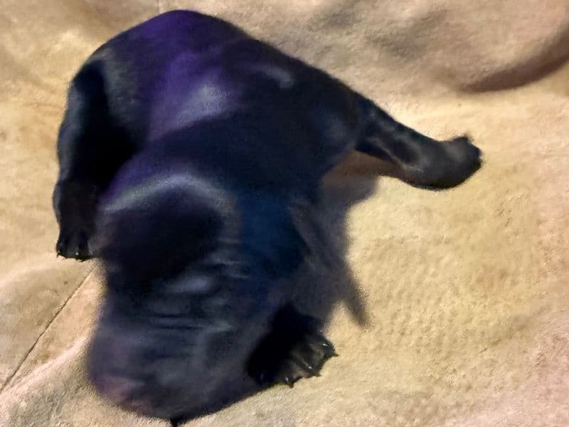 Labrador Retriever 1 month old female large named Mary for sale in Pulaski County, Virginia | Petmeetly