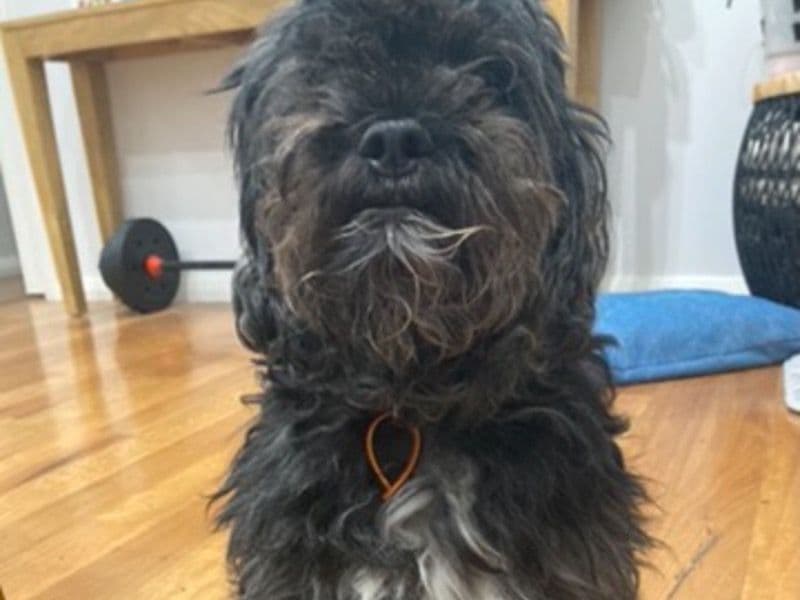 Toby primary photo