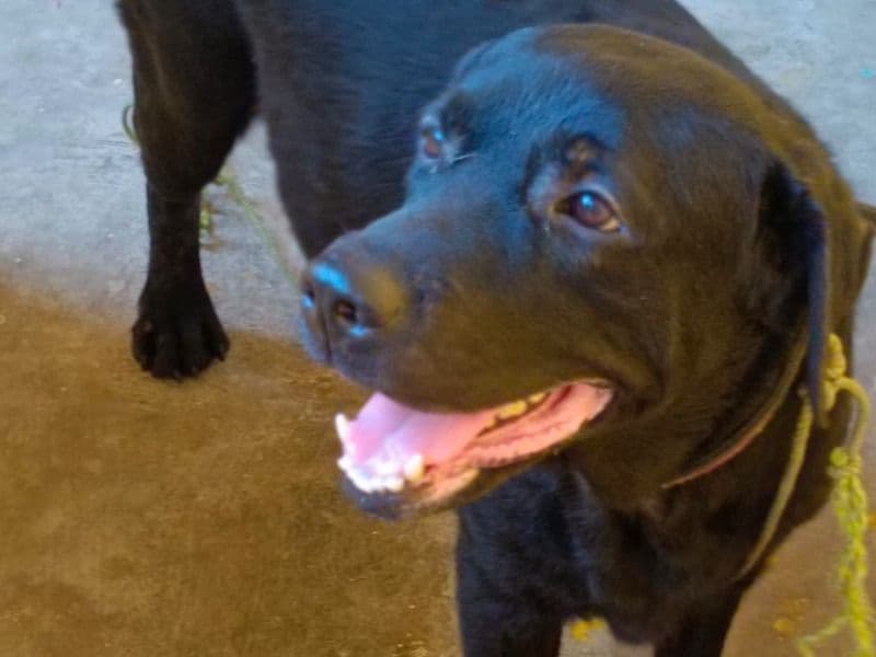 Lab Pointer 4 years 5 months old male medium named Simba for breeding in Kadirvedu, Tamil Nadu | Petmeetly