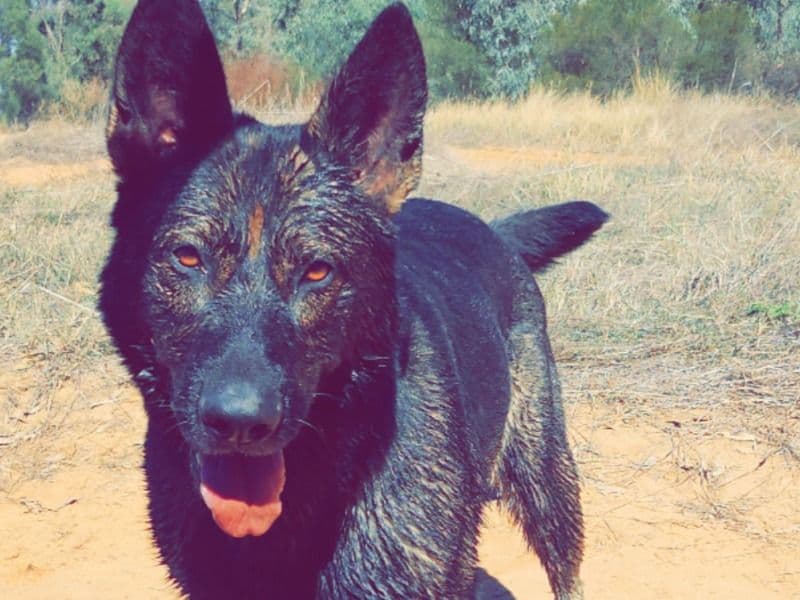 Sable German Shepherd 4 years 5 months old female large named Esther for breeding in Greater Shepparton City, Victoria | Petmeetly