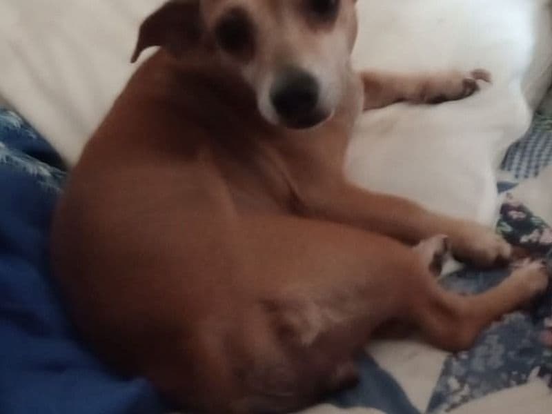 Dachsador 7 years 2 months old female small named Brownie for breeding in Jefferson County, Kentucky | Petmeetly