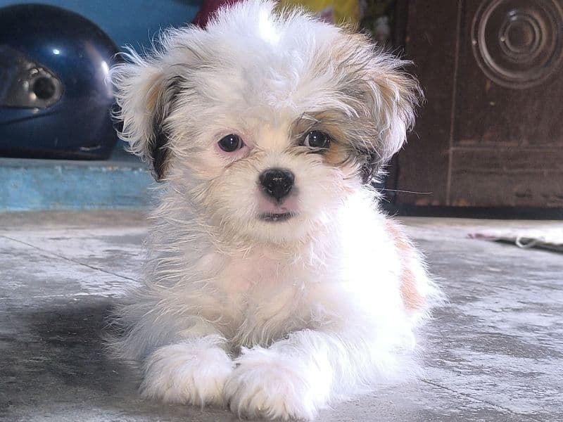 Shih Tzu 5 months old female small named Maya for breeding in Telangana | Petmeetly