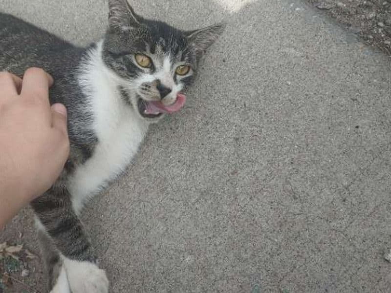 Molly - Tabby | Petmeetly