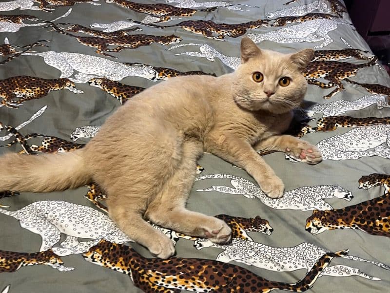 British Shorthair 1 year 11 months old male named Mochi for breeding in Greater London, England | Petmeetly