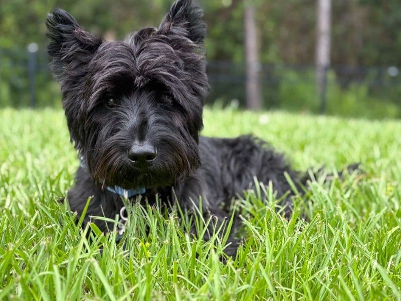 Scottish Terrier 2 years 8 months old male medium named Alfie for breeding in Osceola County, Florida | Petmeetly