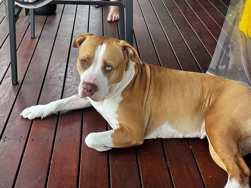 Nala primary photo