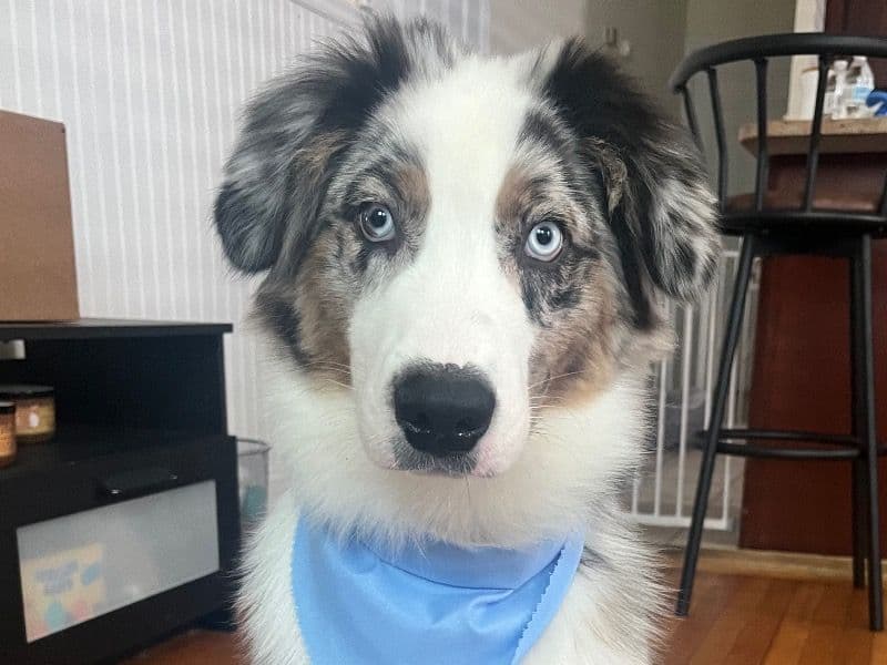 Australian Shepherd 1 year 8 months old male medium named Frosty for breeding | Petmeetly