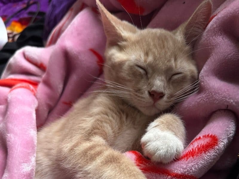 Cinnamon primary photo