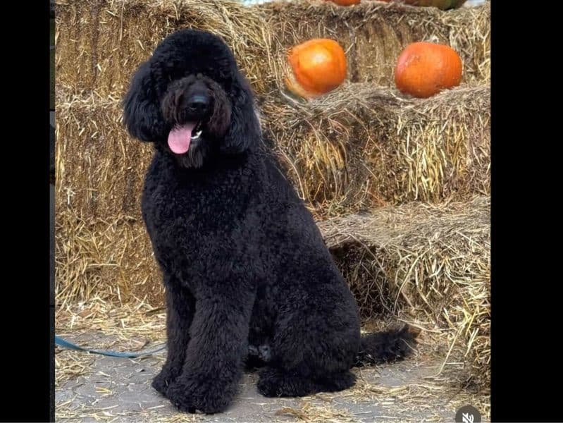 Goldendoodle 1 year 4 months old male large named Apollo for breeding in Miami-Dade County, Florida | Petmeetly